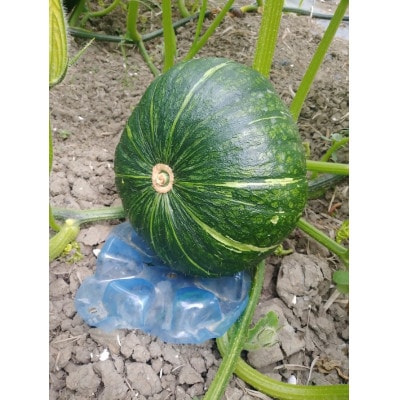 大潟村産かぼちゃ「くり大将」約2.5kg【配送不可地域：離島・沖縄県】