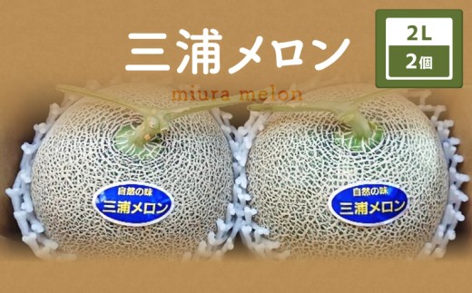 ＜先行予約＞三浦メロン 2Lサイズ×2個　M129-003-01