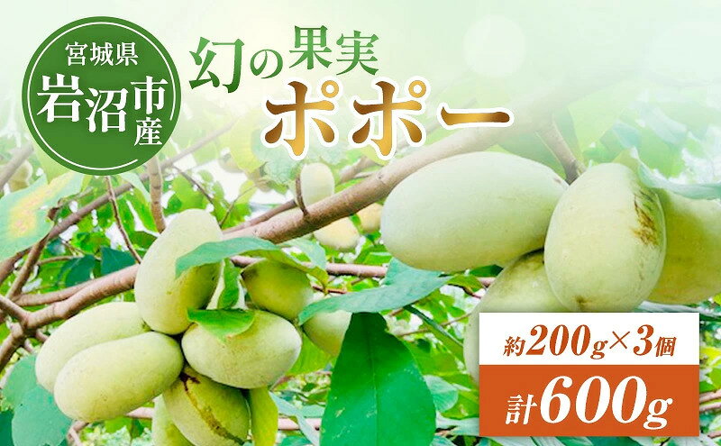 【ふるさと納税】 先行予約 冷凍ポポー 約200g×3個 (計600g程度) ポポー 先行予約 果物 フルーツ ビタミンC ミネラル カリウム 鉄分 亜鉛 美肌 美容 冷凍配送 宮城県 岩沼市 岩沼ポポープロジェクト お取り寄せ グルメ 送料無料 [9月中旬~収穫でき次第発送]