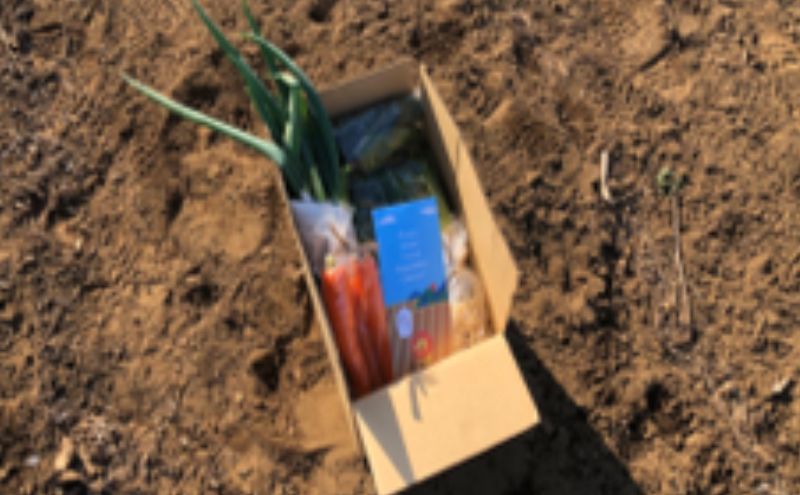 野菜 定期便 3ヶ月 2～4名様向け 野菜6種 セット＋加工品 旬の野菜 生野菜 やさい 新鮮 鮮度 産地直送 詰め合わせ 冷蔵 千葉 定期 お楽しみ 3回