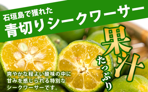 《2025年7月以降順次発送》【先行予約】こだわりの青切りシークワーサー 1.3kg 約40〜60個 【 産地直送 沖縄 石垣島 石垣 八重山 シークワーサー 柑橘 フルーツ くだもの 果物 】TF-