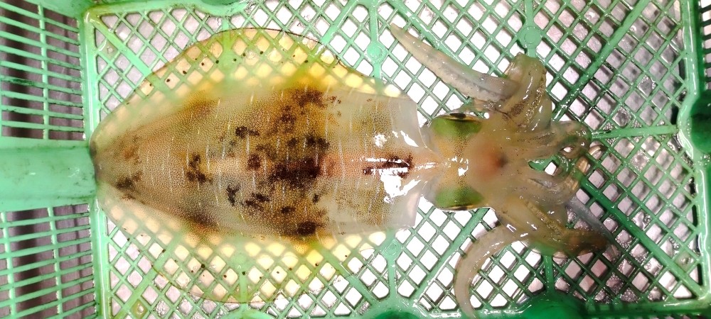 
            イカ 刺身用 約220g 烏賊 いか 魚介 魚介類｜HG001059
          