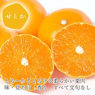 【先行受付】 とろける濃厚柑橘 せとか ギフトボックス入り【E25-98】【1360096】 YWTAP049