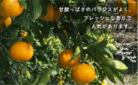 「甘夏みかん」有機肥料栽培 8kg / 柑橘 柑橘類 人気柑橘 フルーツ フルーツみかん 柑橘フルーツ 有機みかん 長崎県産柑橘 長崎 フルーツジャム 柑橘ジャム かんきつ あまなつみかん 甘夏 あま