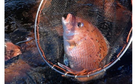 【真鯛】寶鯛の詰め合わせ 3種 4個セット 冷蔵 大下水産