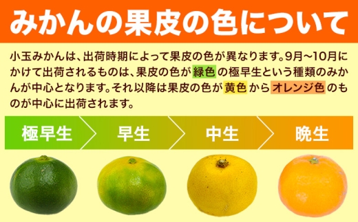 先行予約 小玉みかん 8kg 旬 みかん《9月下旬-12月下旬頃出荷》熊本県 南関町 ご家庭用 熊本県産 S-3Sサイズ フルーツ 柑橘 温州みかん 早生 中生 晩生 ジュース ゼリー 訳あり 小玉 