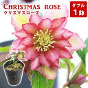 【ふるさと納税】 クリスマスローズ ダブル 1鉢 苗 花苗 おすすめ 鉢植え ポット フラワー ギフト 花 お花 専門店 おまかせ 二重咲 八重咲 園芸 ガーデニング 屋内 屋外 庭 玄関 リビング 多年草 宿根草 植物 栽培 お祝い プレゼント 百花 -MoKa- 岩手県 滝沢市 送料無料