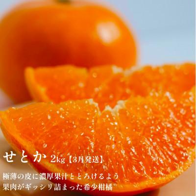 ふるさと納税 八幡浜市 【発送月固定定期便】愛媛の人気高級フルーツ まどんな・甘平・せとか【H70-42】全3回 |  | 03