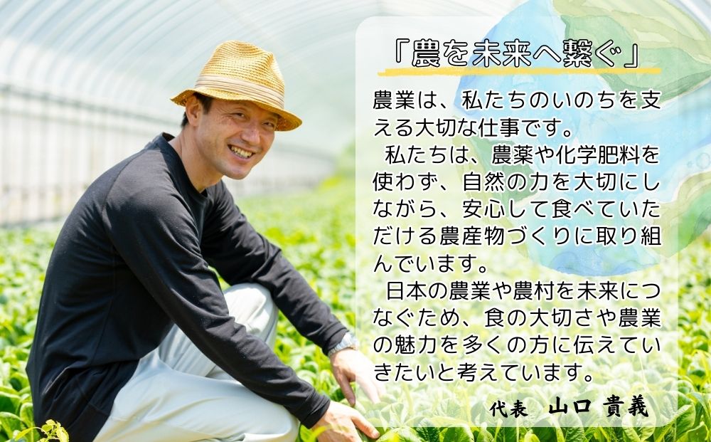 定期便 3ヶ月 農家のたっぷり野菜カレー 30個 月1回 ／ふるさと納税 山口農園 有機野菜 オーガニック 伝統野菜 レトルト 詰め合わせ ギフト カレーセット スパイス 飯 キャンプお取り寄せ 奈良