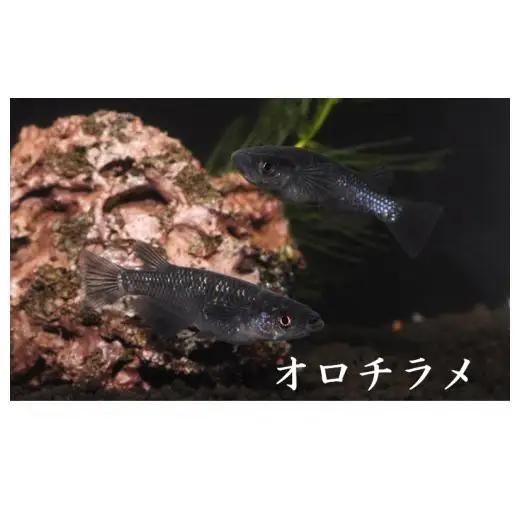 メダカ「オロチラメ」2ペア