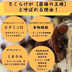 【令和7年産先行予約】生きくらげ 500g 肉厚ぷりっぷり♪  焼山しいたけ園《2025年6月～順次発送》新潟県 糸魚川市 キクラゲ 木耳 きのこ 生きくらげ