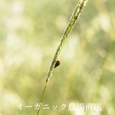 【毎月定期便】しあわせ野菜畑のシェフLセット　(訳あり規格外の有機野菜を一部使用)全6回【配送不可地域：離島・北海道・沖縄県・四国・九州】