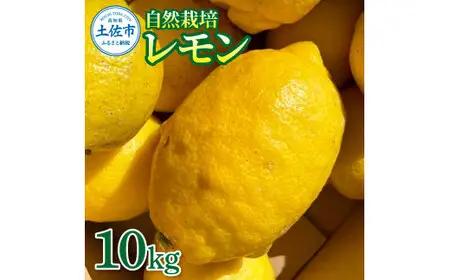 【先行予約】自然栽培レモン 10kg 〈2026年9月1日〜2027年4月30日発送〉10キロ レモン 檸檬 れもん 自然栽培 柑橘類 柑橘 フルーツ 果物 くだもの レモネード 塩レモン はちみつレ
