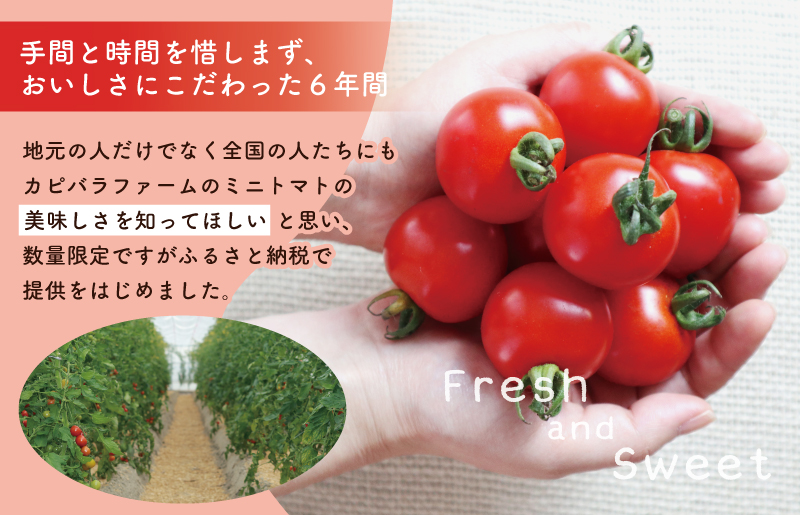 こだわり ミニトマト 4パック 合計 約1kg【選手権 金賞受賞 日本野菜ソムリエ協会 新鮮 野菜 泉佐野産 とまと やさい 高評価 数量限定】 099H2506