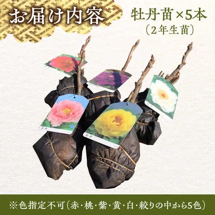 花 【先行予約】【2026年10月中旬以降順次発送】松江大根島牡丹苗(5色セット) 島根県松江市/島根県農業協同組合くにびき地区本部[ALBC001] 花 花