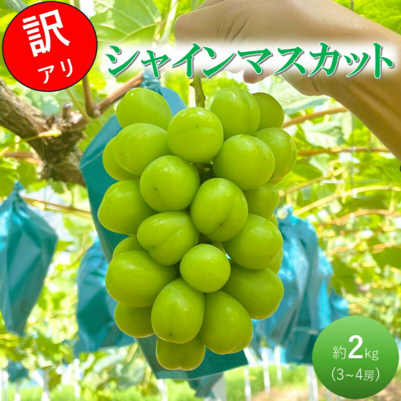 【ふるさと納税】2026 早期受付 ぶどう 訳あり シャインマスカット 3～4房 約2kg 岡山県高梁市産 うめづぶどう園 化粧箱入り 葡萄 ブドウ 　お届け：2026年9月中旬～2026年10月中旬