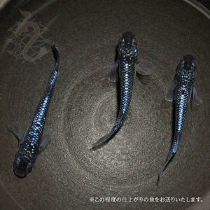 メダカ「ブルームーン」1ペア