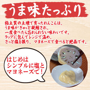 鳴門れんこん 1kg れんこん
