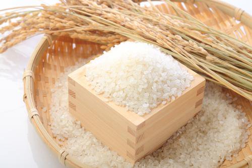 【令和8年産新米】【3回定期便】「五頭山系」米屋のこだわり阿賀野市産 コシヒカリ5kg×3回 新潟県 米 こめ コメ 白米 精米 新米 1E06035