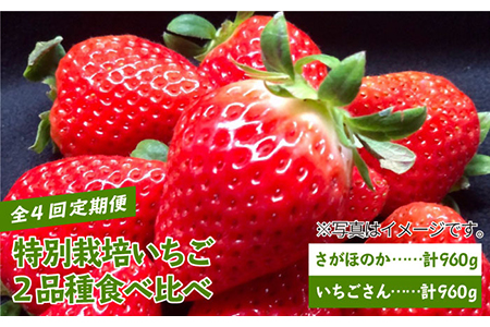 【先行予約】【農家直送】【4回定期便】特別栽培 いちご 2品種 食べ比べ（さがほのか＆いちごさん）【井崎農園】 [IBP002]