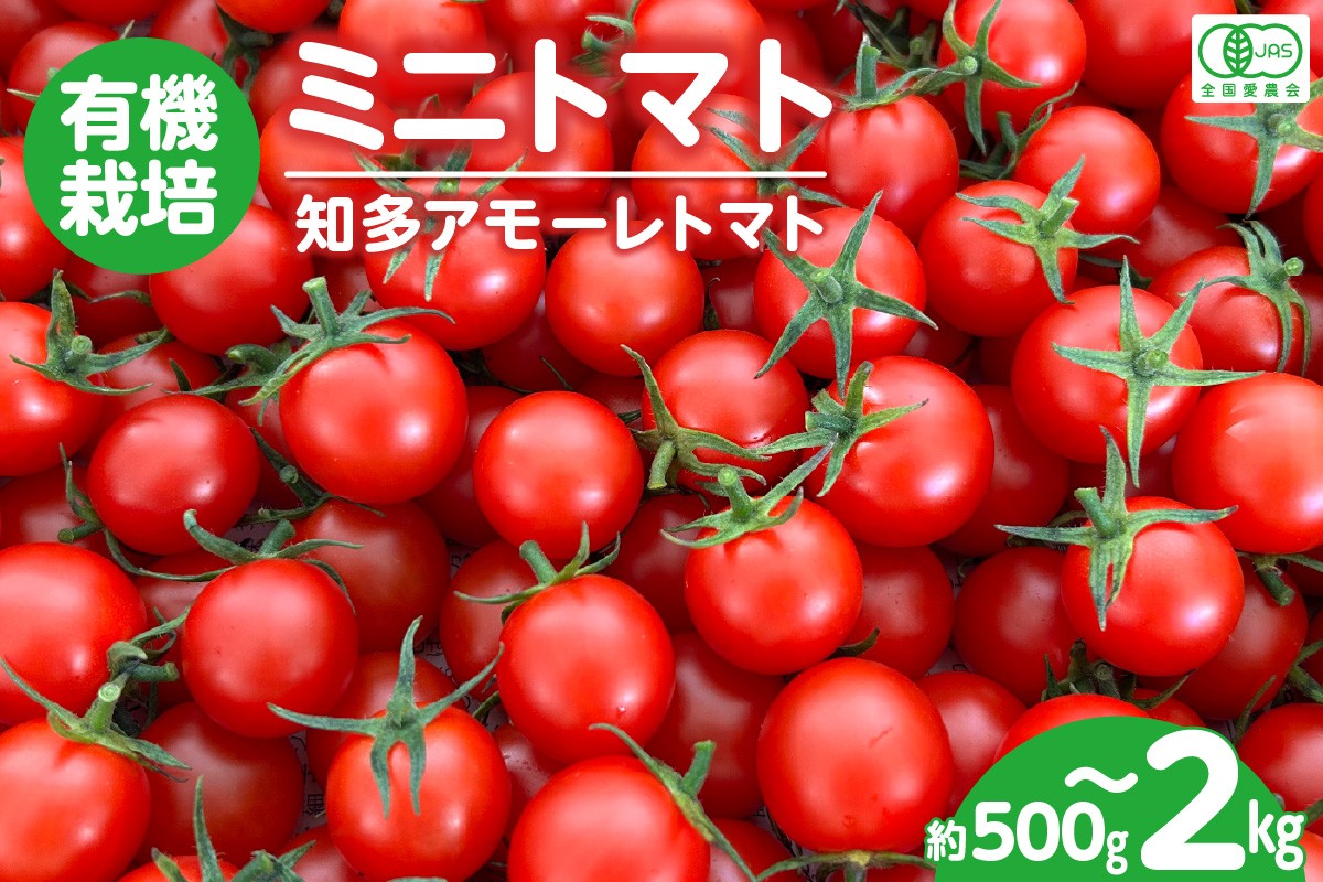 
                  有機栽培ミニトマト 知多アモーレトマト【選べる容量500g～約2kg】 とまと 野菜 高糖度 愛知県 特産品
                