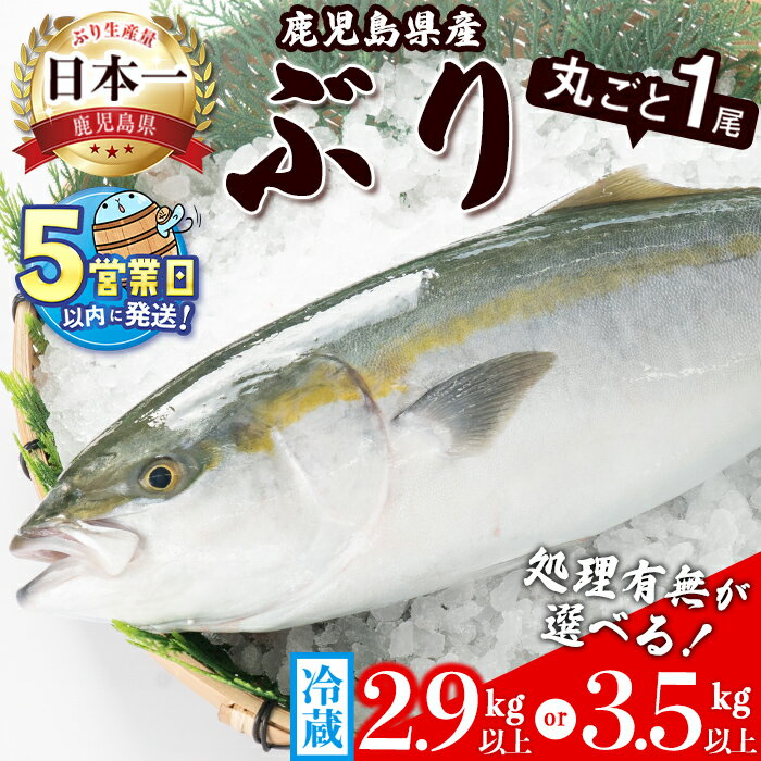 【ふるさと納税】＜すぐ届く！＞【処理有無が選べる！】鹿児島産ぶり丸ごと1尾(内臓処理なし・3.5kg以上 or 内臓処理済・2.9kg以上) ブリ 鰤 魚 海鮮 魚介 刺身 さしみ しゃぶしゃぶ 焼魚 煮魚 丸ごと 国産 鹿児島県産 垂水市産 冷蔵 養殖 ぶり職人【アクアブルー】