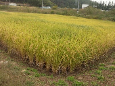 【令和7年度新米】コシヒカリ白米5kg  新米 こめ 精米 1袋 ブランド米 モミで保存 香り 甘い 粘り 山梨県 北杜市 