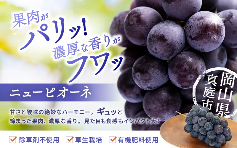 【2026年先行予約】 シャインマスカット&ニューピオーネ 1kg～1.5kg（2房） 2026年9月中旬～ 受付順に発送予定 贈答用にも 花笑み農園厳選 岡山 真庭 ピオーネ 詰め合わせ 高級 贈答