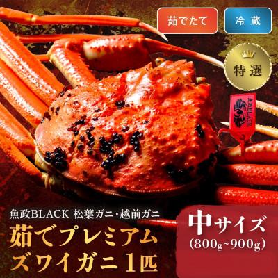 ふるさと納税 京丹後市 茹でたて未冷凍ズワイガニ(松葉・越前)　魚政BLACK　特選　中サイズ　1匹(11〜12月発送)