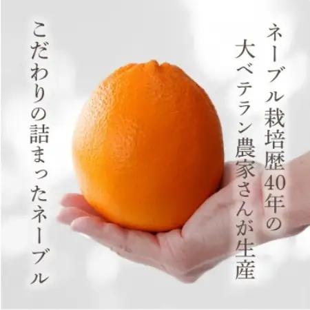 先行予約! 和歌山県産ネーブル 約4kg　大玉!(8個～9個)秀品 こだわり農家厳選!【1720259】