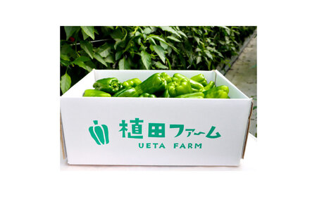 【先行予約】高知県産 植田ファームのこだわりピーマン 3kg〈2026年10月1日〜2027年6月下旬〉高知県 土佐市【株式会社植田ファーム】[BQAT003]