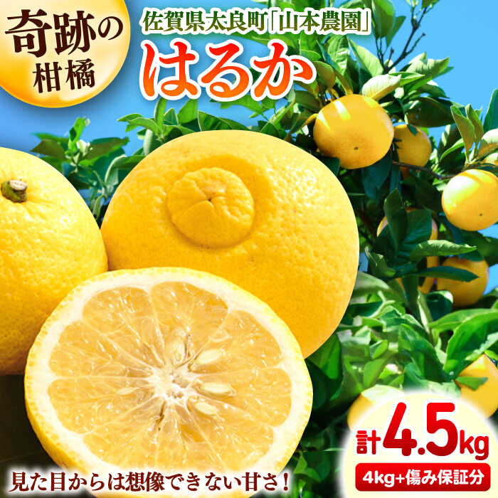 【ふるさと納税】【2027年2月以降発送】はるか 計4.5kg（4kg＋500g傷み保証分）M-3Lサイズ / みかん ミカン 佐賀みかん / 佐賀県 / 山本農園 [41ATBT006]