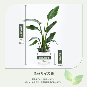 2026年4月上旬～発送【観葉植物】オーガスタ 70cm～90cm 鎌ヶ迫園芸場 IB086-013 観葉植物 植物 鉢付 インテリア 室内 オフィス おしゃれ プレゼント ギフト 開店祝い 移転祝い