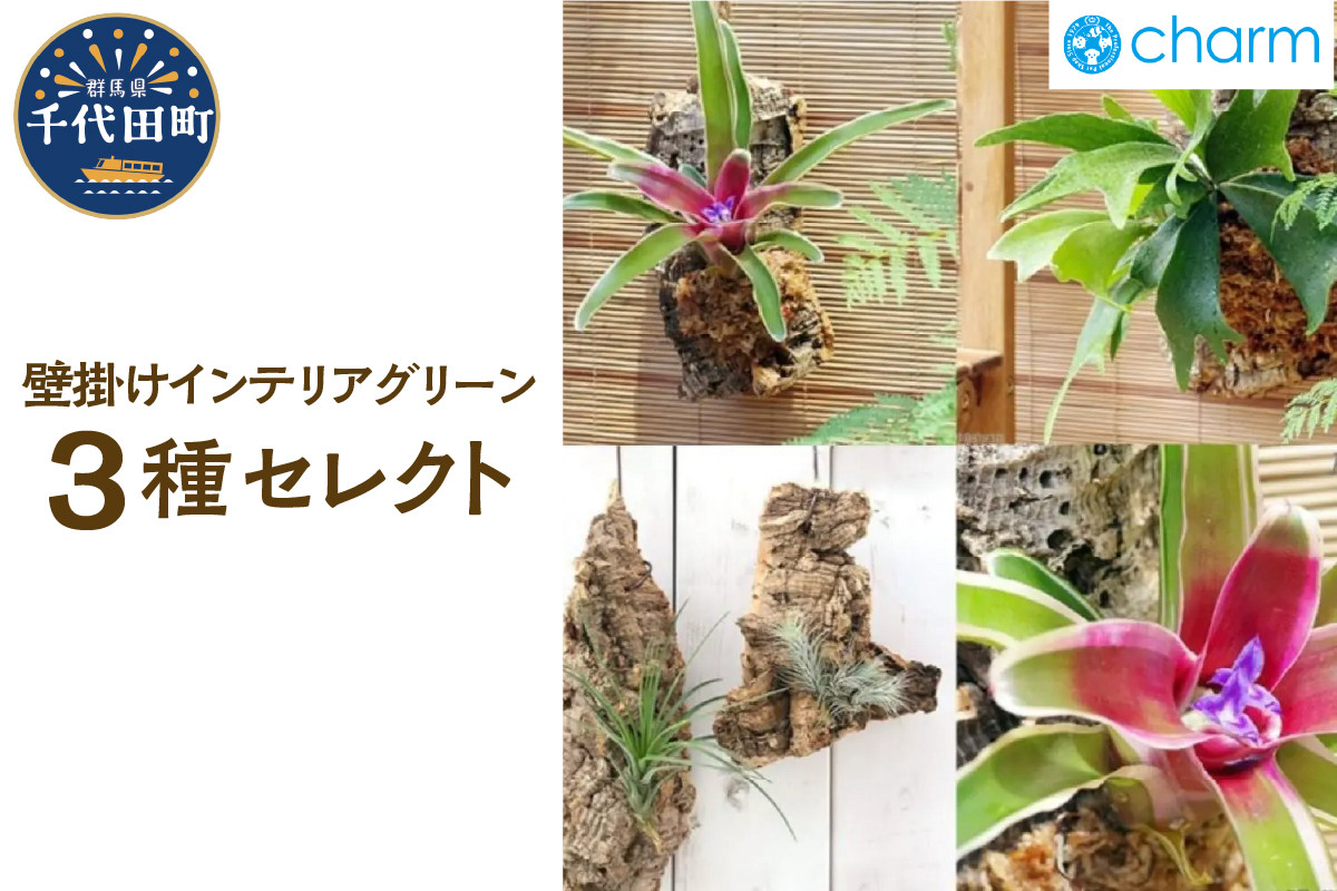 
            壁掛けインテリアグリーン! 3種セレクト   群馬県千代田町 観葉植物 インテリア ナチュラル かわいい リラクゼーション 室内栽培 プレゼント ギフト 贈答用 お祝い 送料無料 趣味  家庭 ライフスタイル 人気 オススメ 初心者 玄関リビング キッチン 株式会社チャーム
          