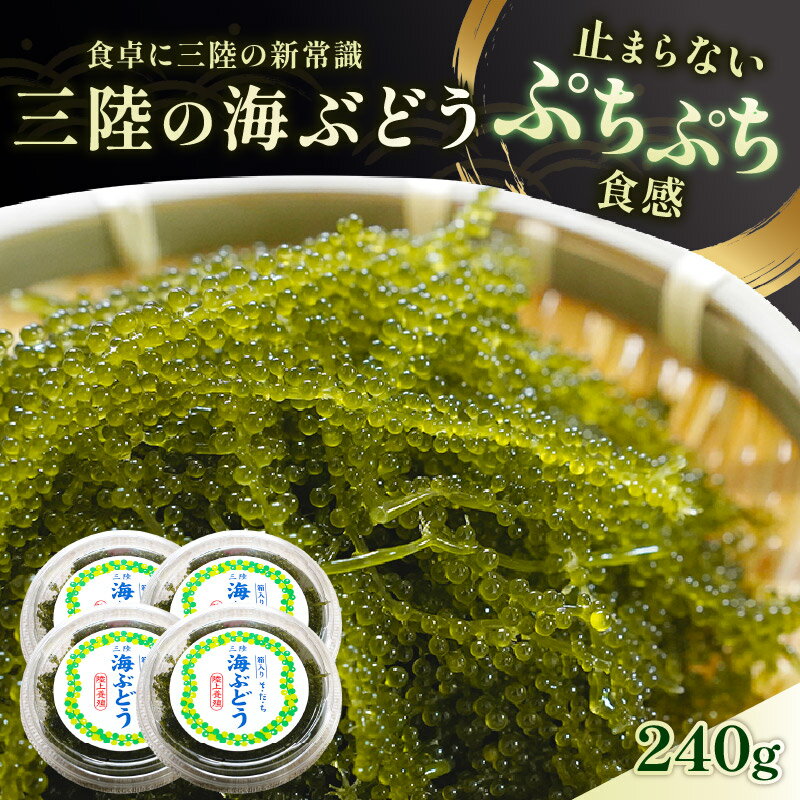 【ふるさと納税】 三陸 海ぶどう 240g (60g×4p) 季節限定 プチプチ食感 うみ ぶどう ウミブドウ 新鮮 直送 お刺身 刺し身 刺身 お土産 サラダ おつまみ 海藻 グリーンキャビア ごはん 夕飯 おかず 米 丼 岩手 三陸 大船渡