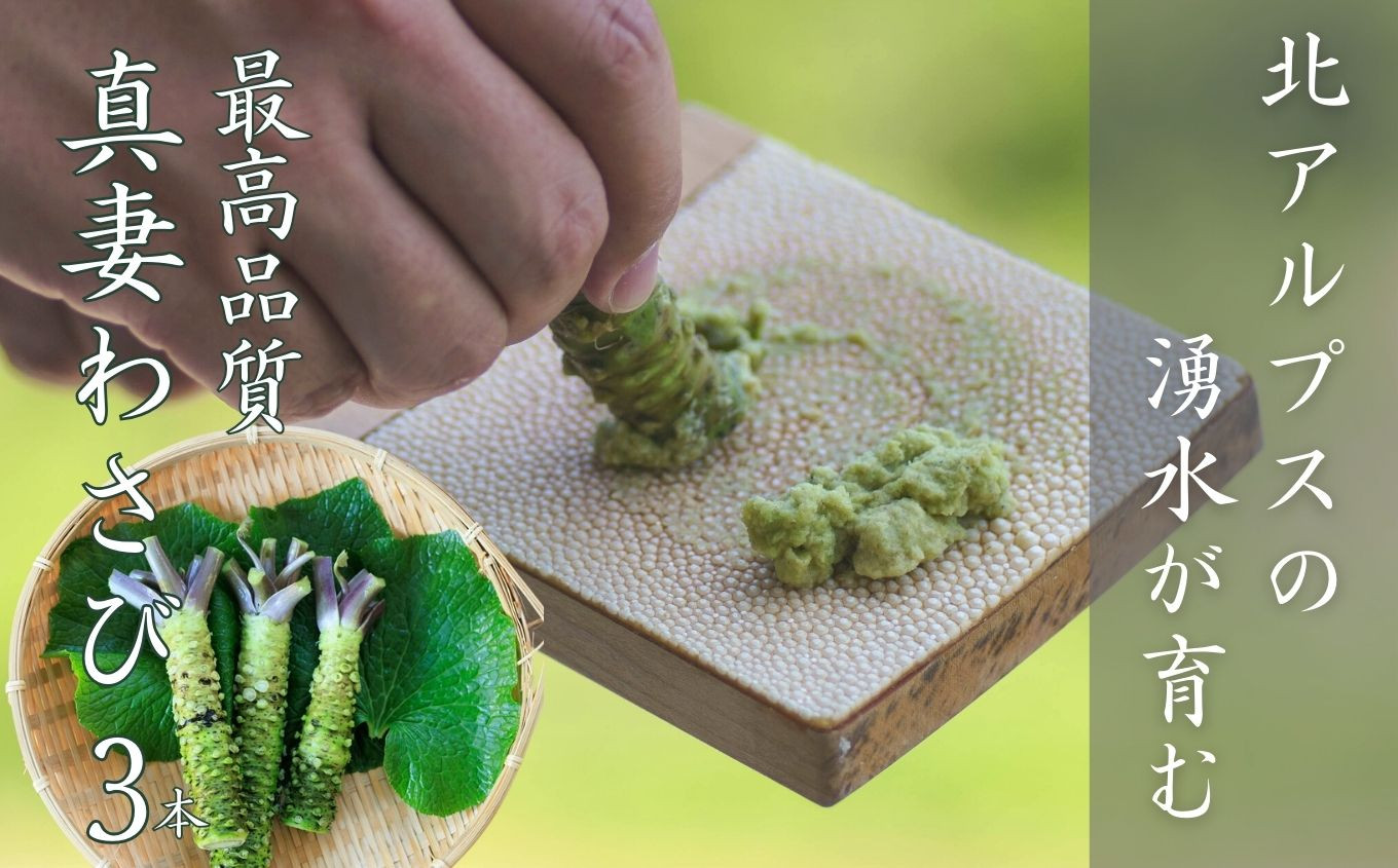 
                  本ワサビ「真妻わさび」Mサイズ3本セット 約240ｇ　北アルプスの湧水が育てた山の宝石 新鮮 薬味 天然 新潟県 糸魚川市  生わさび 山葵 お刺身 お蕎麦の薬味に
                