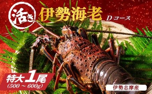 特大 活き 伊勢海老 Ｄコース 1尾 500～600g 山金商店 伊勢えび エビ 海老 鮮魚 焼き物 汁物 海鮮 特産 海の幸 魚介 イセエビ 三重県 南伊勢町 伊勢志摩産 伊勢志摩産
