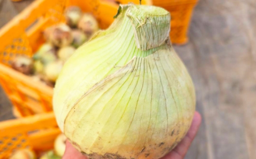 【訳あり】玉ねぎ5kg 玉ねぎ たまねぎ タマネギ 玉葱 オニオン 訳アリ わけあり玉ねぎ 野菜 玉ねぎ 滋賀県 長浜市 人気