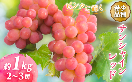 【2026年発送】サンシャインレッド 2～3房 1kg程度 ピンクに輝く シャインマスカット【配送不可地域：離島】