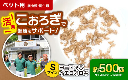 活きヨーロッパイエコオロギSサイズ500匹 BKBN004 コオロギ