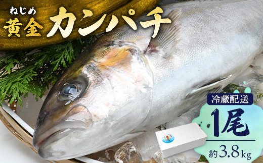 【ねじめ黄金カンパチ】１尾　JF-501