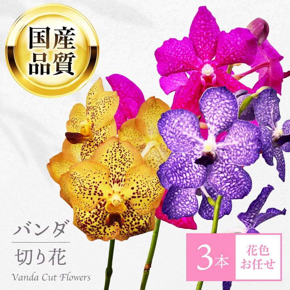 【ふるさと納税】生花 洋ラン バンダ 切り花 3本 花色お任せセット 花 生花 インテリア フラワーアレンジメント 切花 長持ち フラワー 鑑賞 癒し 玄関 リビング ダイニング 華やか 上品 高級感 豪華 ギフト 人気 岐阜市 / フローラ・ヤノオーキッド[ANGK001]