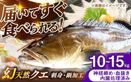壱岐産　幻天然クエ　刺身・鍋加工　10㎏～15㎏《壱岐市》 【みやげ処 縁由】[JBJ022]