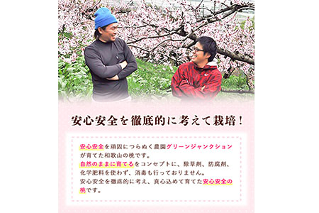 桃 もも 【秀品】 10～15玉入 ときわオンライン《7月上旬～8月中旬頃出荷》和歌山県 紀の川市 フルーツ 果物 桃 お中元 贈り物 ギフト 産地直送 農家直送