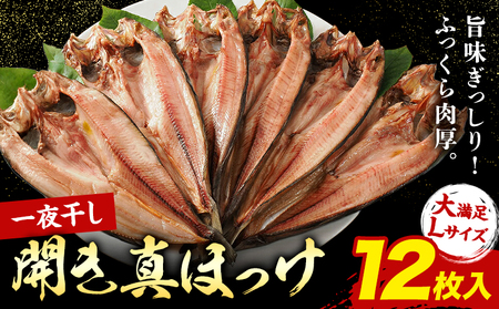 北海道産 特大 真ほっけ 一夜干し 12枚 肉厚 脂のり抜群