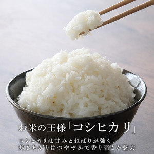 千葉県産 令和7年産 10kg 新米 ｺｼﾋｶﾘ 米米米米米米米米