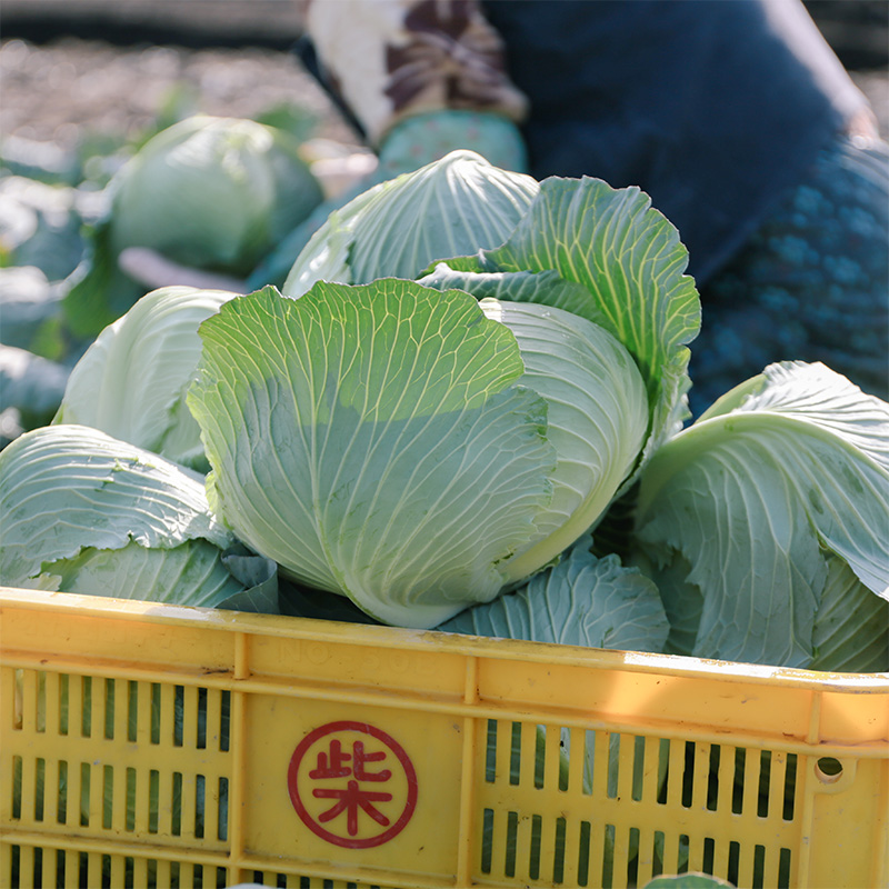 瀬戸内 牛窓産 キャベツ 約10kg（4～8玉） 野菜 岡山県産