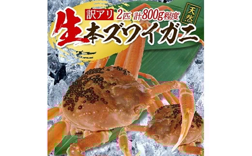 
            946　訳あり 遊佐沖 春の生・本ズワイガニ 2匹 計800g程度（1～2本足折れ）
          