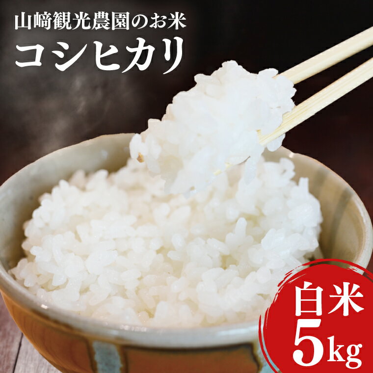 【ふるさと納税】 米 5kg 白米 「コシヒカリ」 ＼先行予約 選べる 配送月／ 山崎観光農園 栃木県 益子町 ふるさと納税 お米 コシヒカリ 白米 精米 5キロ 令和7年産 先行予約 10月/11月/12月 (AU014)