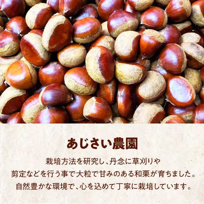 栗 【2026年9月下旬から順次発送】 大粒生栗 1kg[AGAE009]